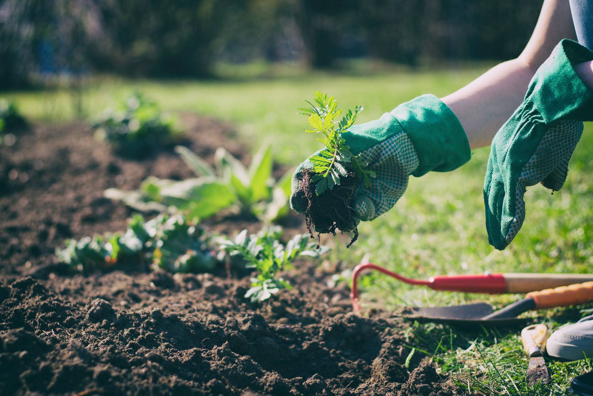 horticulture course image